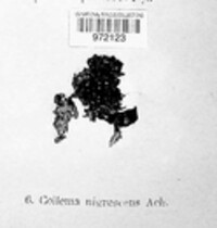 Collema nigrescens image